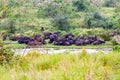 Cape buffalos in Ngorongoro Conservation Area NCA Royalty Free Stock Photo