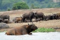 Cape buffalos, Queen Elizabeth National Park, Uganda Royalty Free Stock Photo