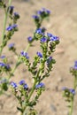 Cape bugloss Royalty Free Stock Photo