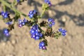 Cape bugloss Royalty Free Stock Photo