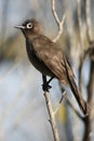 Cape Bulbul Bird Royalty Free Stock Photo