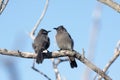 Cape bulbuls Royalty Free Stock Photo