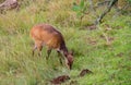 Cape bushbuck calf feeding in the African bush Royalty Free Stock Photo