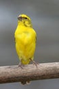 Cape Canary - Wild Royalty Free Stock Photo
