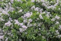 Cape Chestnut, a large African tree