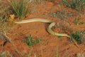 Cape cobra Royalty Free Stock Photo