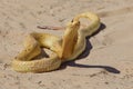 Cape Cobra Royalty Free Stock Photo