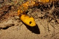 Cape cobra Royalty Free Stock Photo