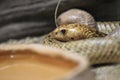 Cape cobra Royalty Free Stock Photo