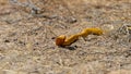 Cape Cobra (Naja nivea) Kgalagadi Transfrontier Park, South Africa Royalty Free Stock Photo