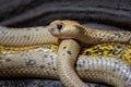 Cape Cobra Naja nivea very dangerous snake Royalty Free Stock Photo