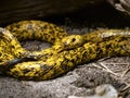 Cape cobra, Naja nivea, is relatively common in South Africa Royalty Free Stock Photo