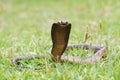 Cape Cobra Snake Royalty Free Stock Photo