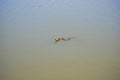 Cape Cobra Swimming in a Dam Royalty Free Stock Photo