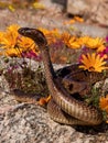 Cape Cobra (Naja nivea) coiled around a cluster of rocks, surrounded by a field of yellow daisies Royalty Free Stock Photo