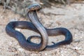 Cape Cobra (Naja nivea), a highly venomous snake from South Africa Royalty Free Stock Photo