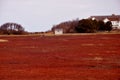 Cape Cod cranberry bog