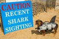 Cape Cod Dachshund Puppy Royalty Free Stock Photo