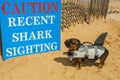 Cape Cod Dachshund Puppy Royalty Free Stock Photo