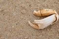 Crab claw shell on sand Royalty Free Stock Photo