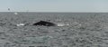 Cape cod, whale diving in the sea