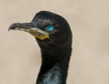 Cape Comorant Black Sea Bird Blue Eyes Marine Ocean Acquatic Royalty Free Stock Photo