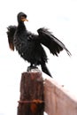 Cape Cormorant Royalty Free Stock Photo