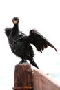 Cape Cormorant