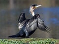 Cape Cormorant Royalty Free Stock Photo