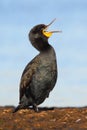 Cape Cormorant Royalty Free Stock Photo