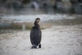 Cape Cormorant bird by the waterside on Paarden Eiland beach at sunrise