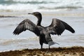 Cape Cormorant Bird With Wings Spread Phalacrocorax capensis