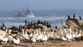 Cape cormorant and Cape Gannet colony Royalty Free Stock Photo