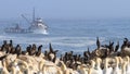 Cape cormorant and Cape Gannet colony Royalty Free Stock Photo