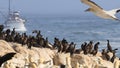 Cape cormorant colony -Phalacrocorax capensis