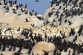 Cape cormorant and Cape Gannet colony Royalty Free Stock Photo