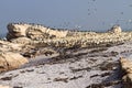 Cape cormorant and Cape Gannet colony Royalty Free Stock Photo