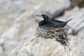 Cape Cormorant on nest Royalty Free Stock Photo