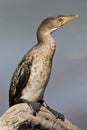 Cape cormorant (phalacrocorax capensis) Royalty Free Stock Photo