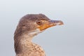 Cape cormorant (phalacrocorax capensis) Royalty Free Stock Photo