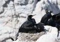 A nesting Cape Cormorant, Phalacrocorax capensis perched on top of its nest.