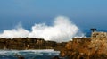 Cape Cormorant on rocks