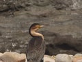 Cape Cormorant Side Profile