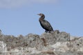 Cape Cormorant Royalty Free Stock Photo