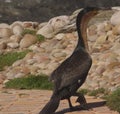 Cape Cormorant On Some Rocks