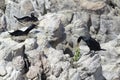 Cape Cormorants nesting on cliff Royalty Free Stock Photo