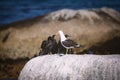 Cape cormorants and a seagull sitting on a rock at Betty`s Bay Royalty Free Stock Photo