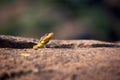 Cape Crag Lizard