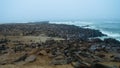 Cape Cross Cape fur seal colony , Namibia Royalty Free Stock Photo