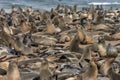 Cape Cross Seal Colony - Skeleton Coast - Namibia Royalty Free Stock Photo